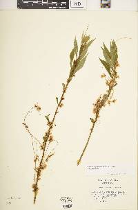 Cuscuta gronovii var. gronovii image