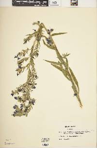 Echium vulgare image