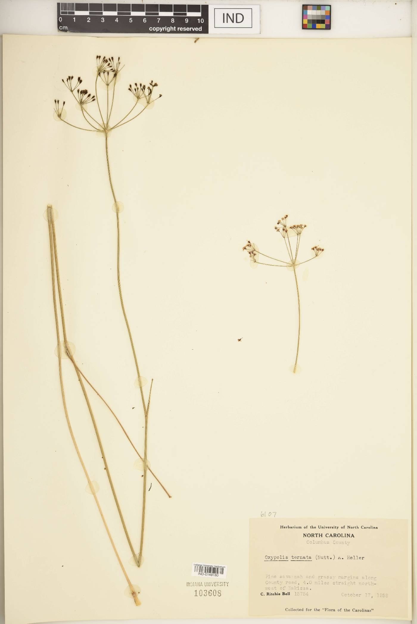 Oxypolis ternata image