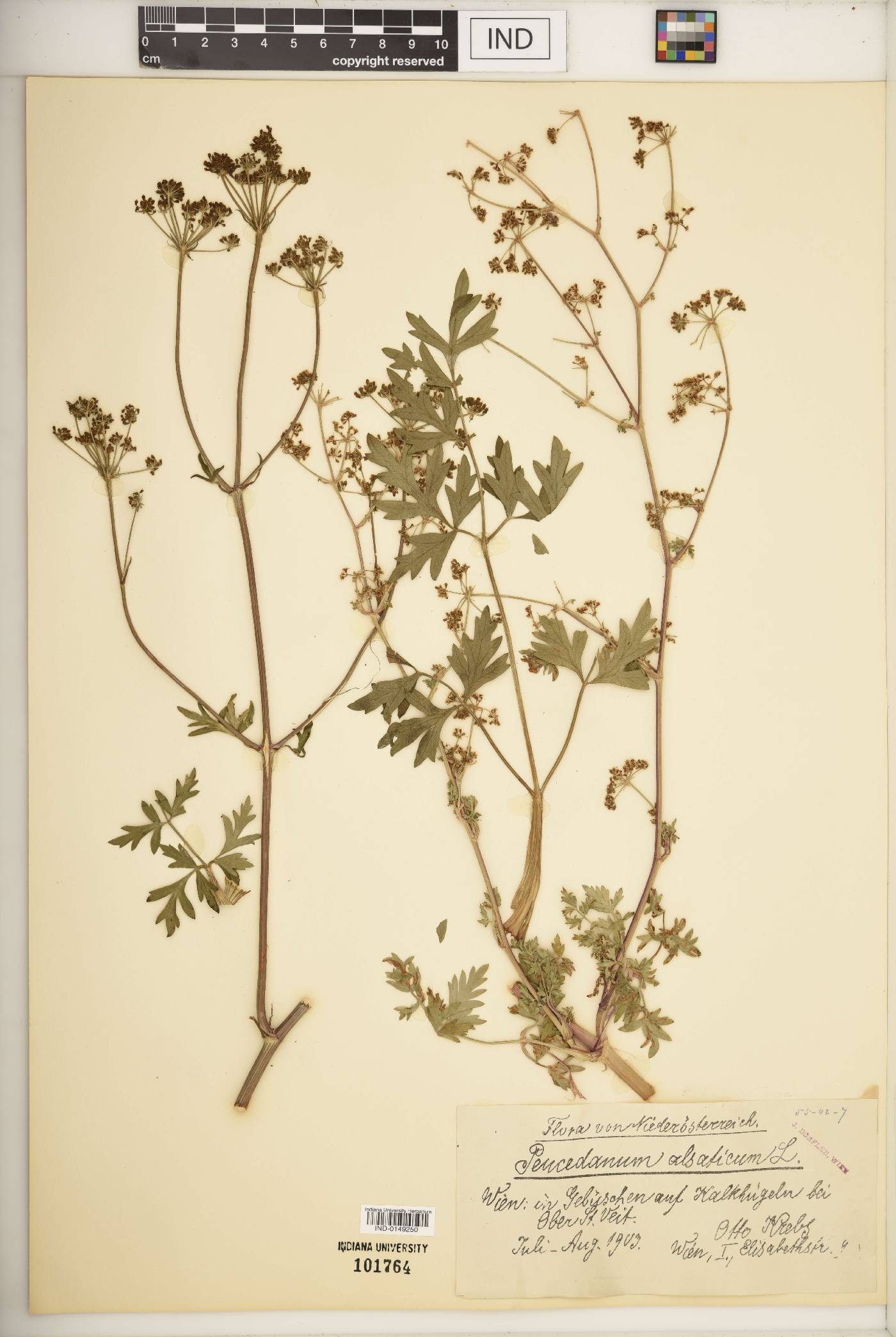 Peucedanum alsaticum image