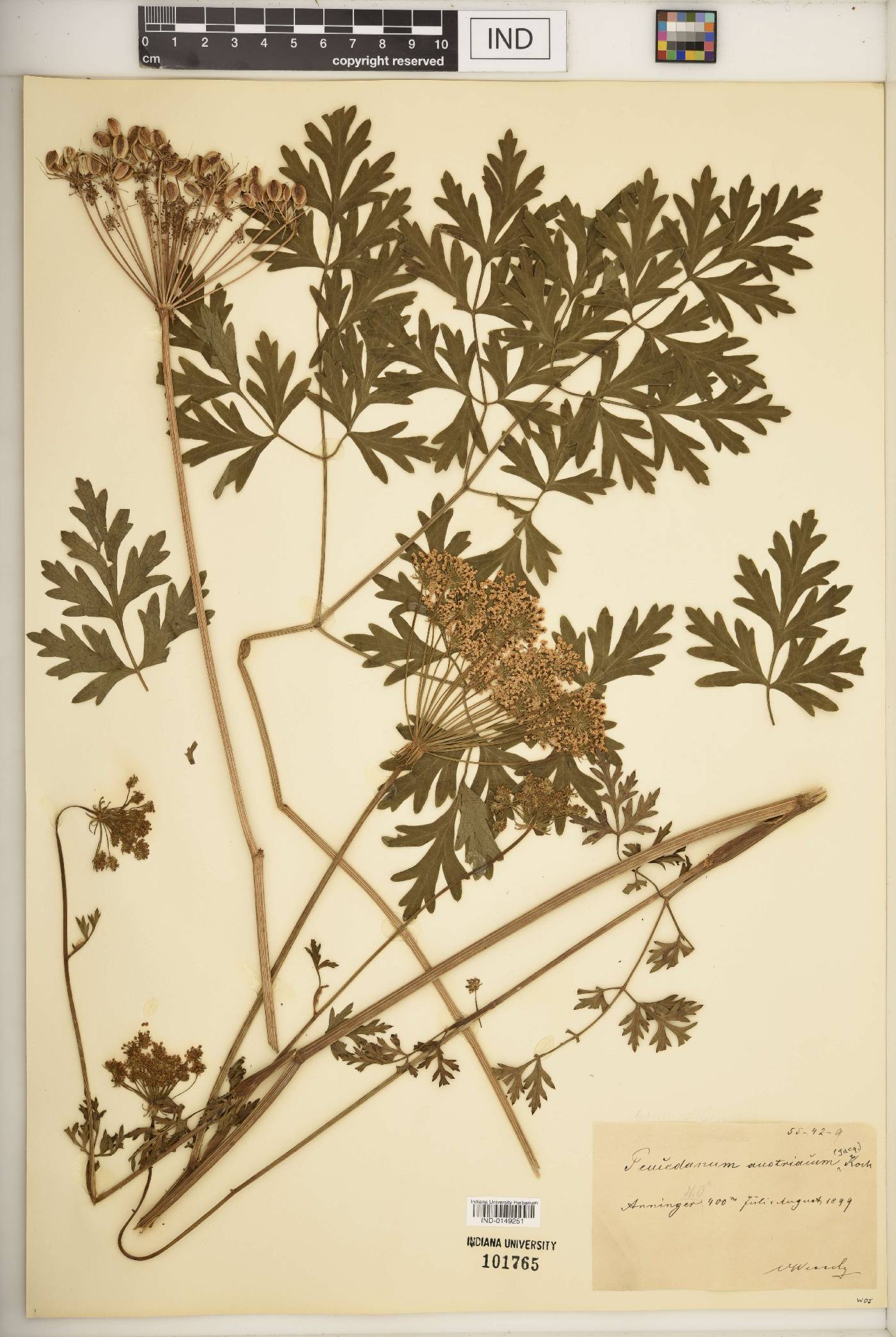 Peucedanum austriacum image