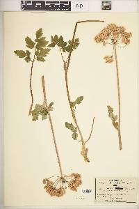 Peucedanum madrense image