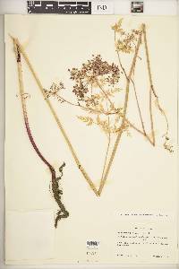 Peucedanum palustre image