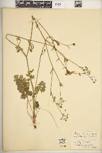 Pimpinella saxifraga image