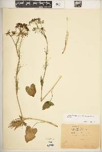 Pimpinella serbica image