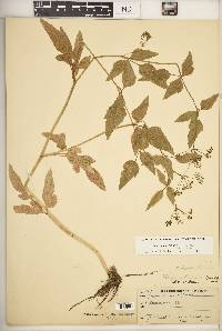 Thaspium trifoliatum var. aureum image