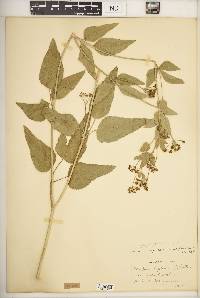 Thaspium trifoliatum var. aureum image