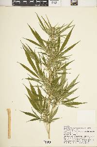 Cannabis sativa image