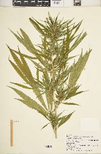 Cannabis sativa image