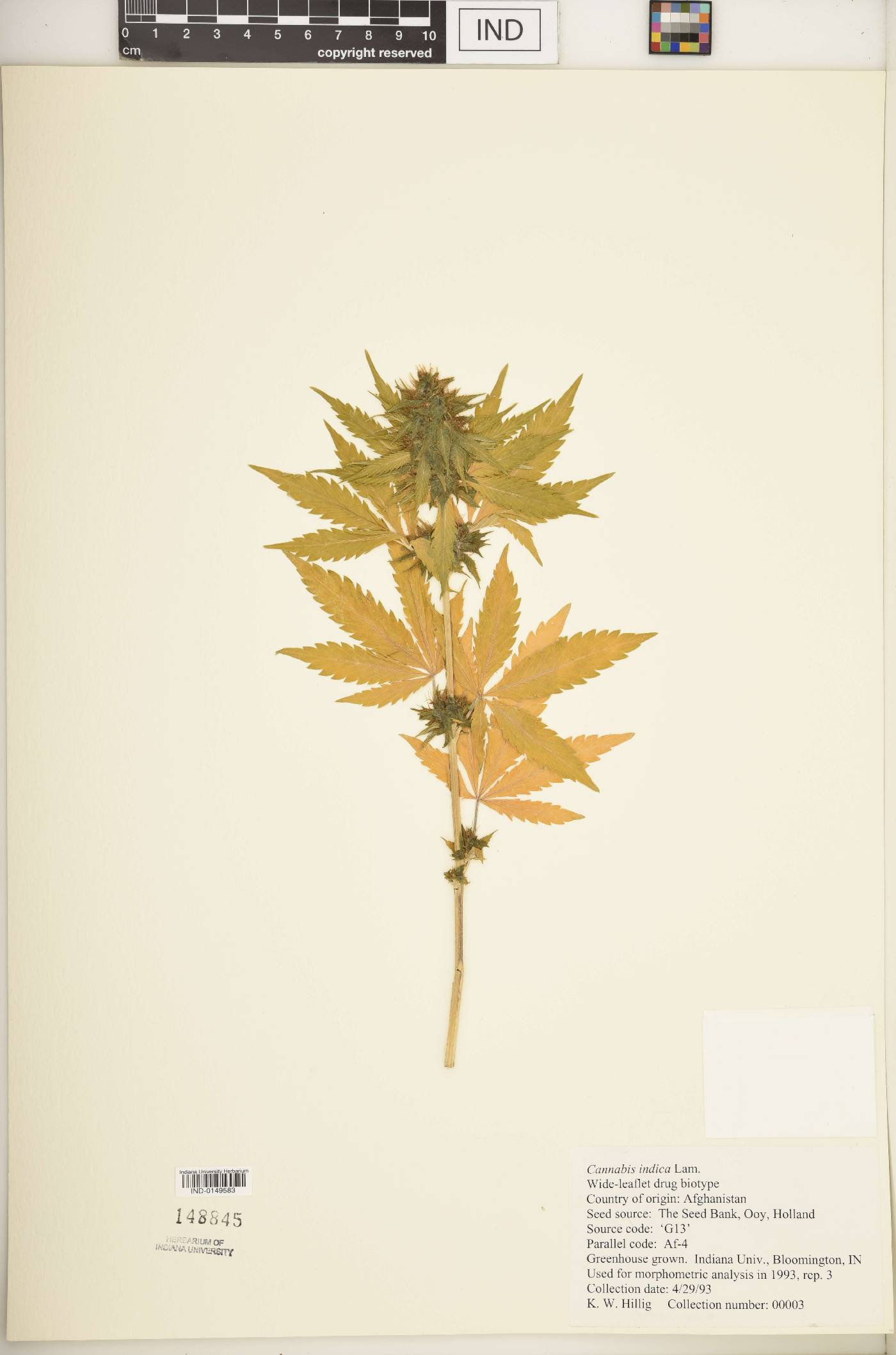 Cannabis sativa subsp. indica image