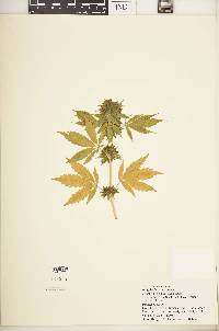 Cannabis sativa subsp. indica image