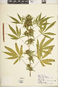 Cannabis sativa image