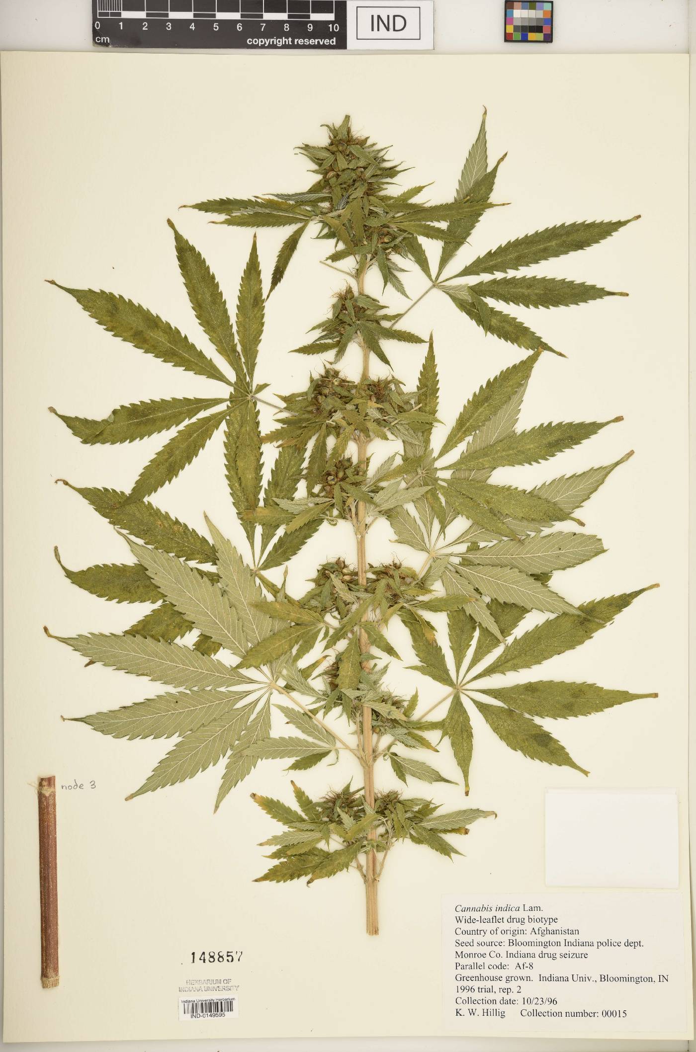 Cannabis sativa subsp. indica image