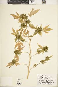 Cannabis sativa subsp. indica image