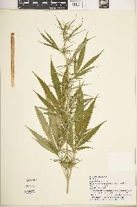 Cannabis sativa subsp. indica image