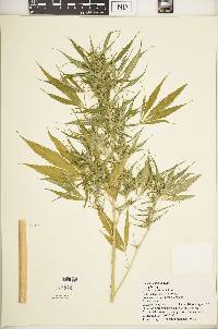 Cannabis sativa image