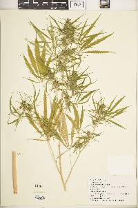 Cannabis sativa subsp. indica image