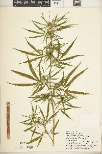 Cannabis sativa subsp. indica image