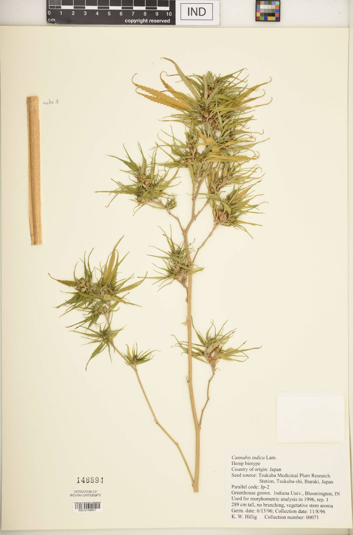 Cannabis sativa subsp. indica image