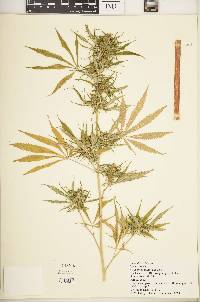 Cannabis sativa image