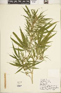 Cannabis sativa subsp. indica image