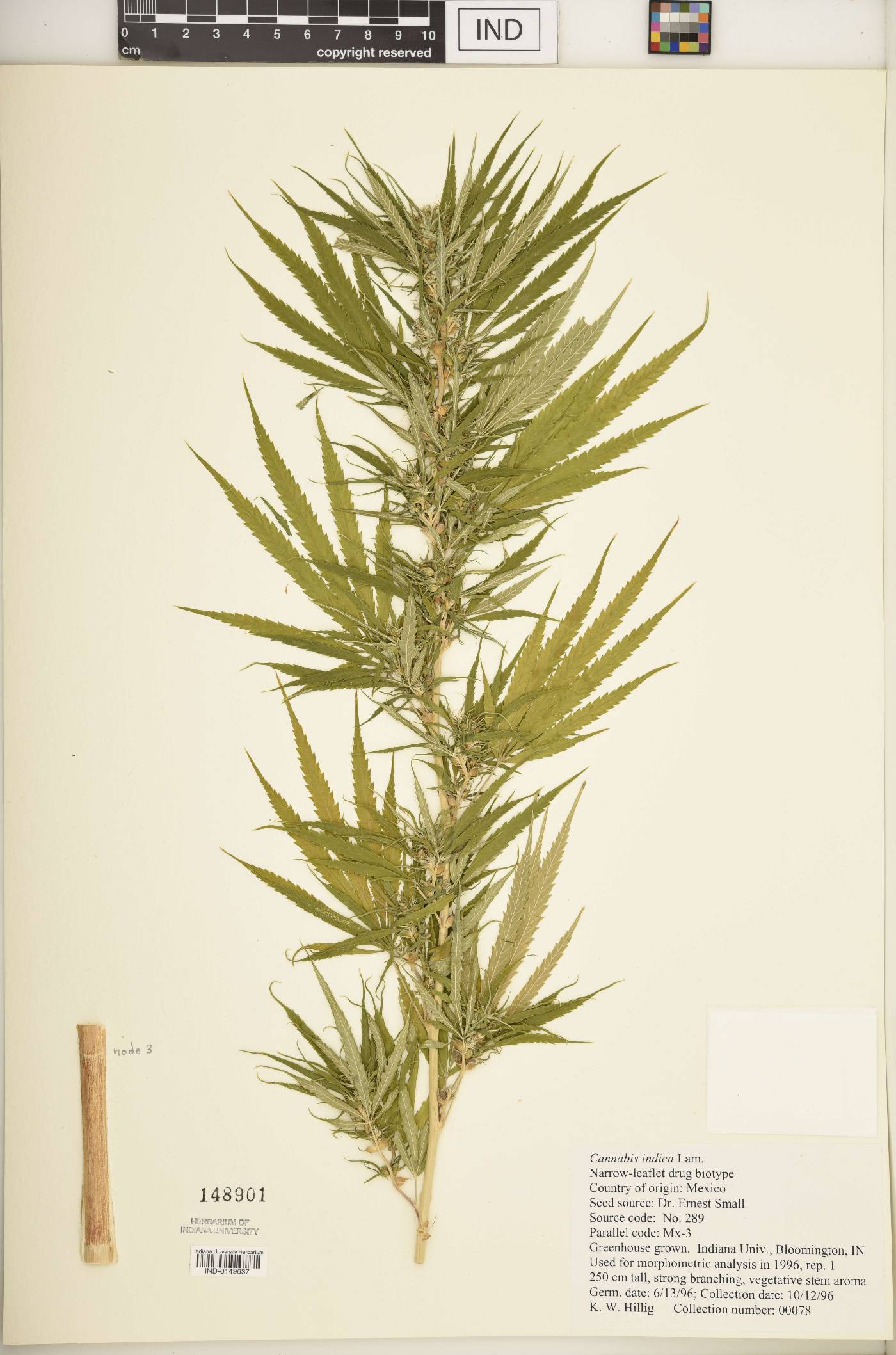 Cannabis sativa subsp. indica image