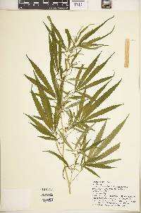 Cannabis sativa subsp. indica image