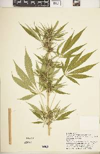 Cannabis sativa subsp. indica image