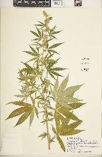 Cannabis sativa image