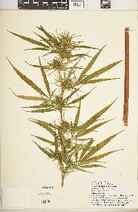 Cannabis sativa image