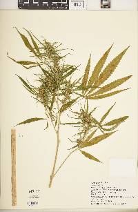 Cannabis sativa image