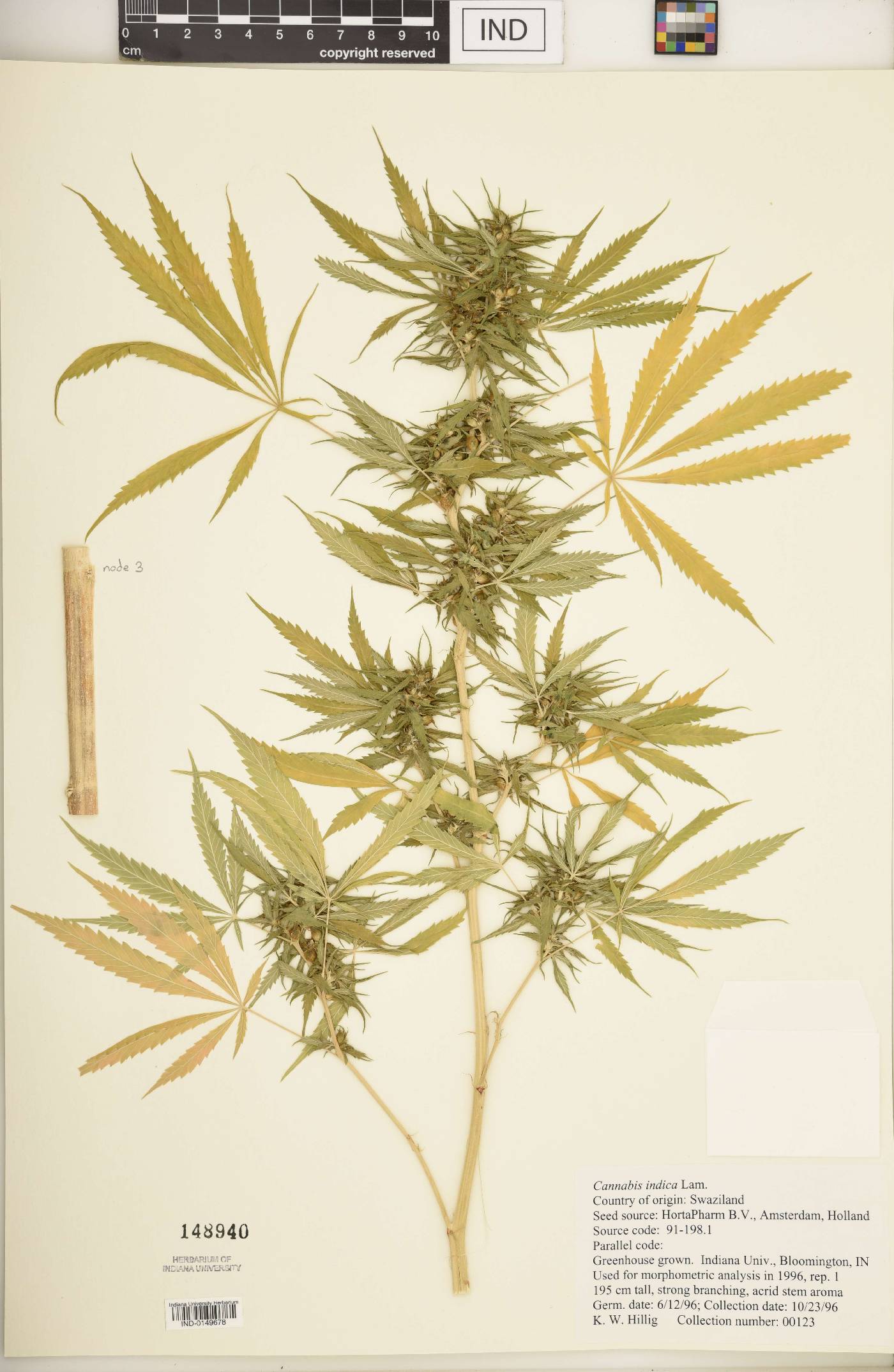Cannabis sativa subsp. indica image