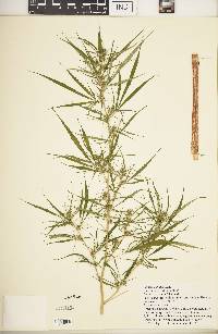 Cannabis sativa subsp. indica image