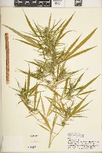 Cannabis sativa subsp. indica image