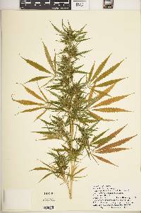 Cannabis sativa subsp. indica image