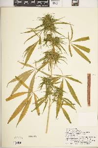 Cannabis sativa subsp. indica image