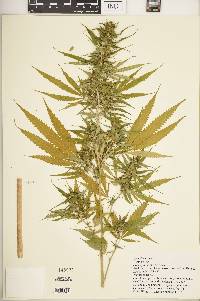 Cannabis sativa image