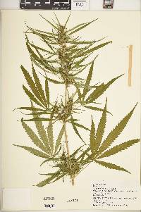 Cannabis sativa image