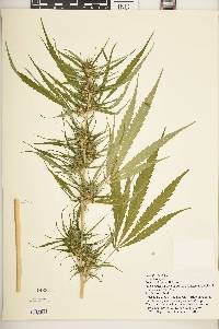 Cannabis sativa image