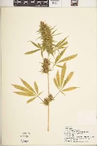 Cannabis sativa image