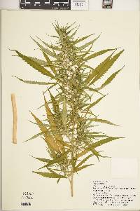 Cannabis sativa image