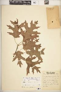Quercus ellipsoidalis image