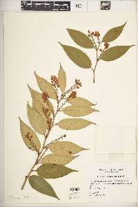 Leucothoe editorum image