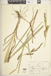 Carex hyalinolepis image