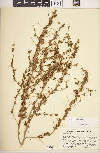 Antirrhinum ovatum image