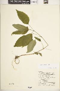 Circaea canadensis image