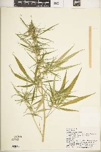 Cannabis sativa image