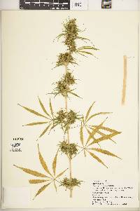 Cannabis sativa image