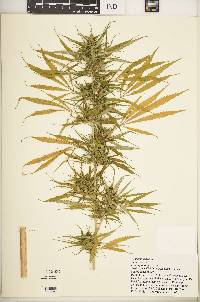 Cannabis sativa image