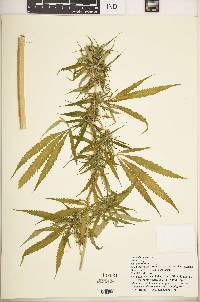 Cannabis sativa image